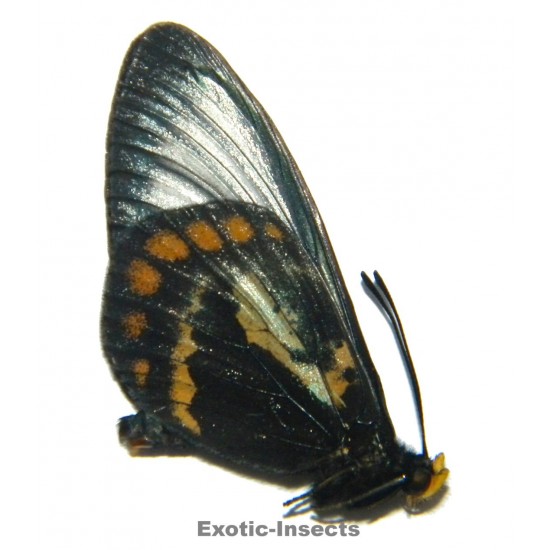 Acraea moluccana buruensis