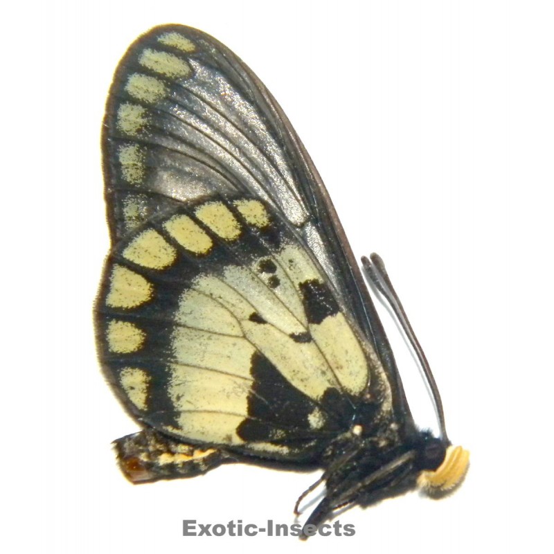 Acraea moluccana moluccana