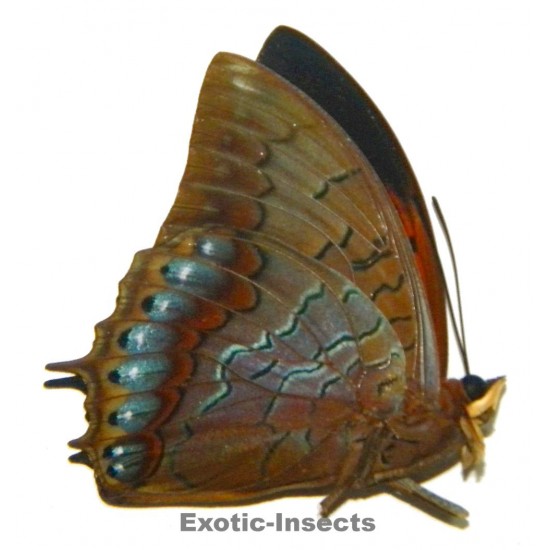 Charaxes latona brennus