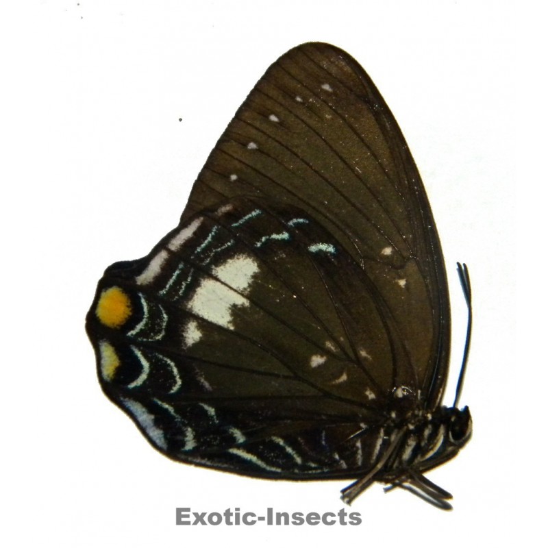Prothoe australis satgeii