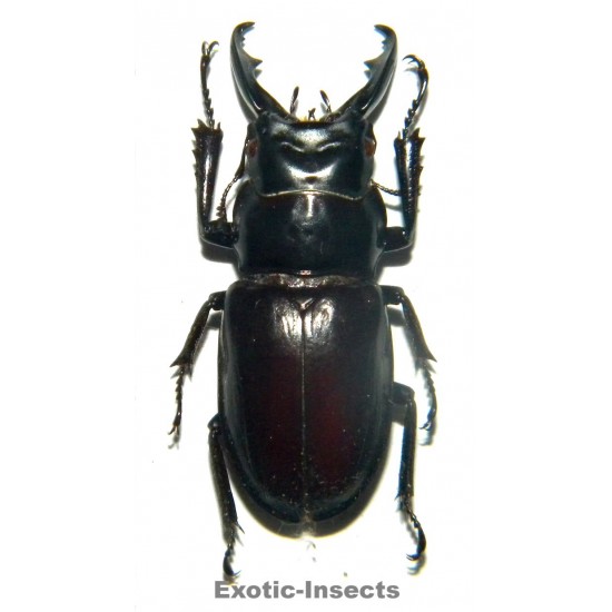 Calcodes baderi  (29-32mm)