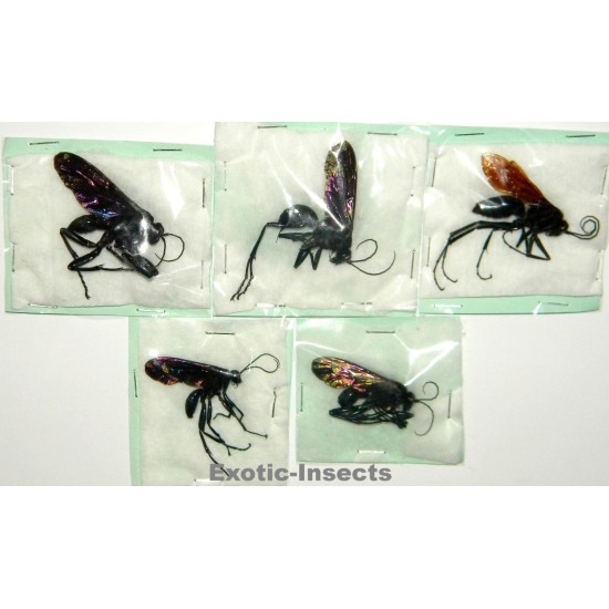 Hymenoptera mix36  Set of 5