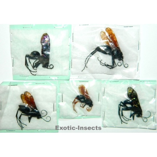 Hymenoptera mix37  Set of 5
