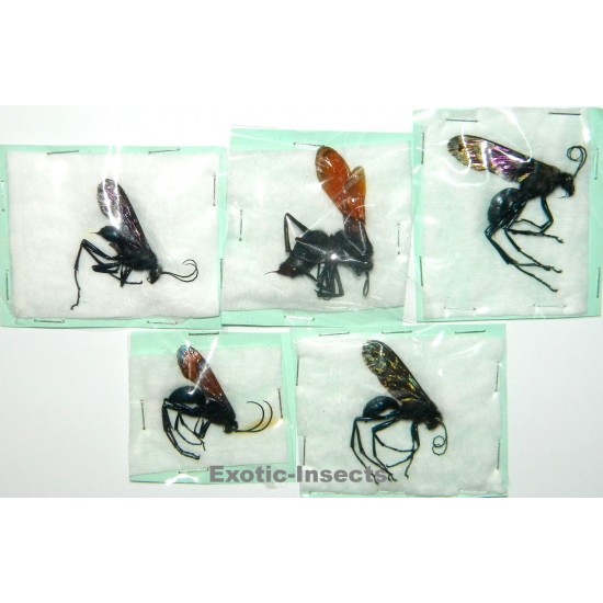 Hymenoptera mix38  Set of 5