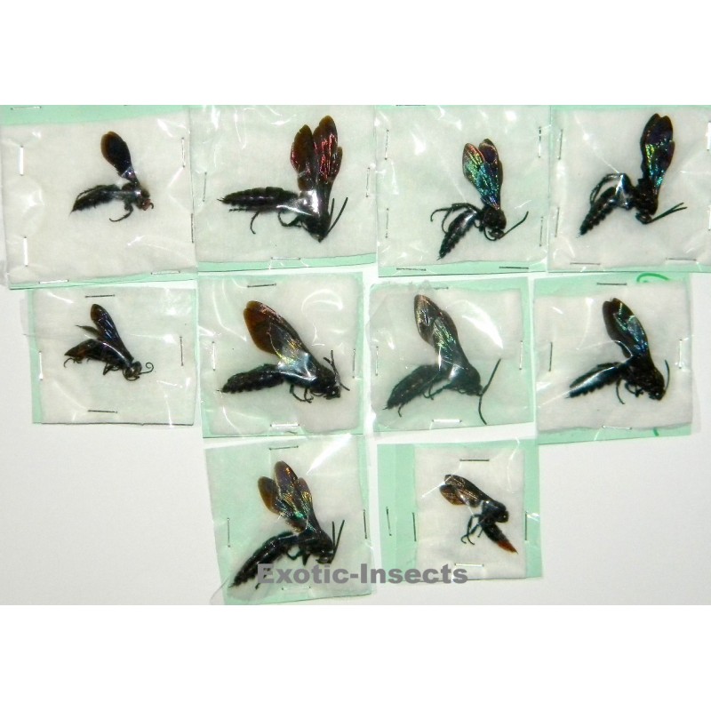 Hymenoptera mix40  Set of 10