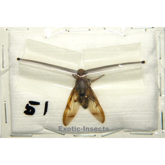 Achias rothschildi SPECIMEN 7 (eyestalk size: 51mm)