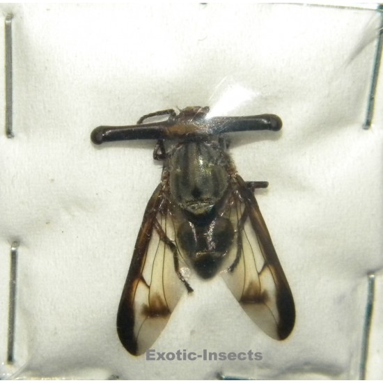 Achias sp.05 (eyestalk size: 14mm)