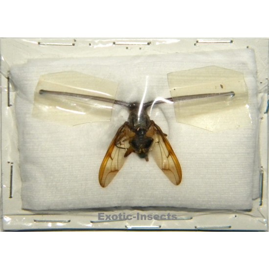 Achias rothschildi SPECIMEN 10 (eyestalk size: 47mm)