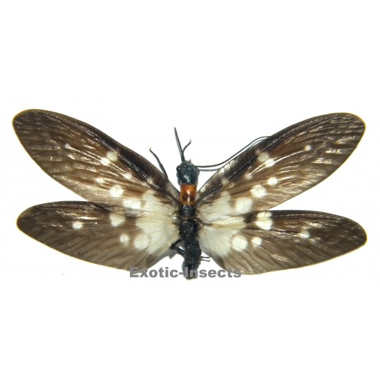 Neurhermes maculipennis