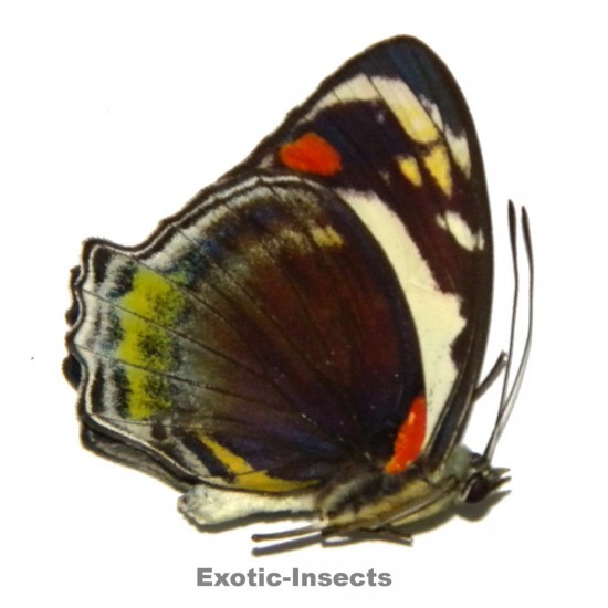 Mynes geoffroyi aureodiscus