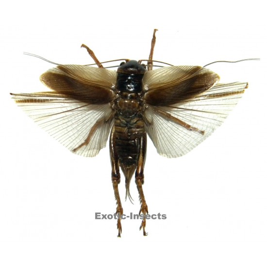 Gryllidae sp.07