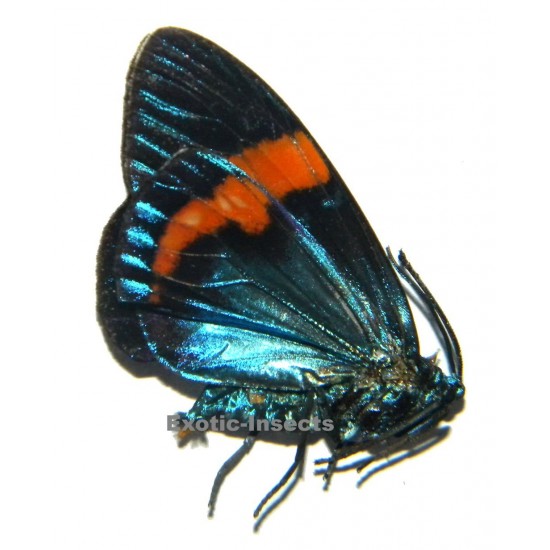 Eucorma intercisa
