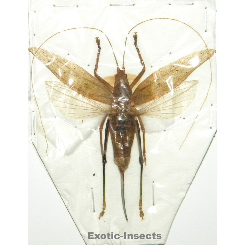 Orthoptera sp.81