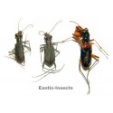 Carabidae mix02  SET OF 24