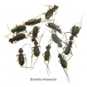 Carabidae mix02  SET OF 24