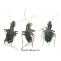 Carabidae mix02  SET OF 24
