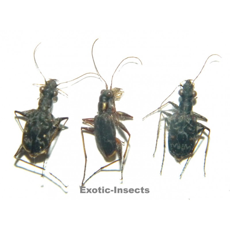 Carabidae mix02  SET OF 24