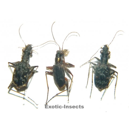 Carabidae mix02  SET OF 24