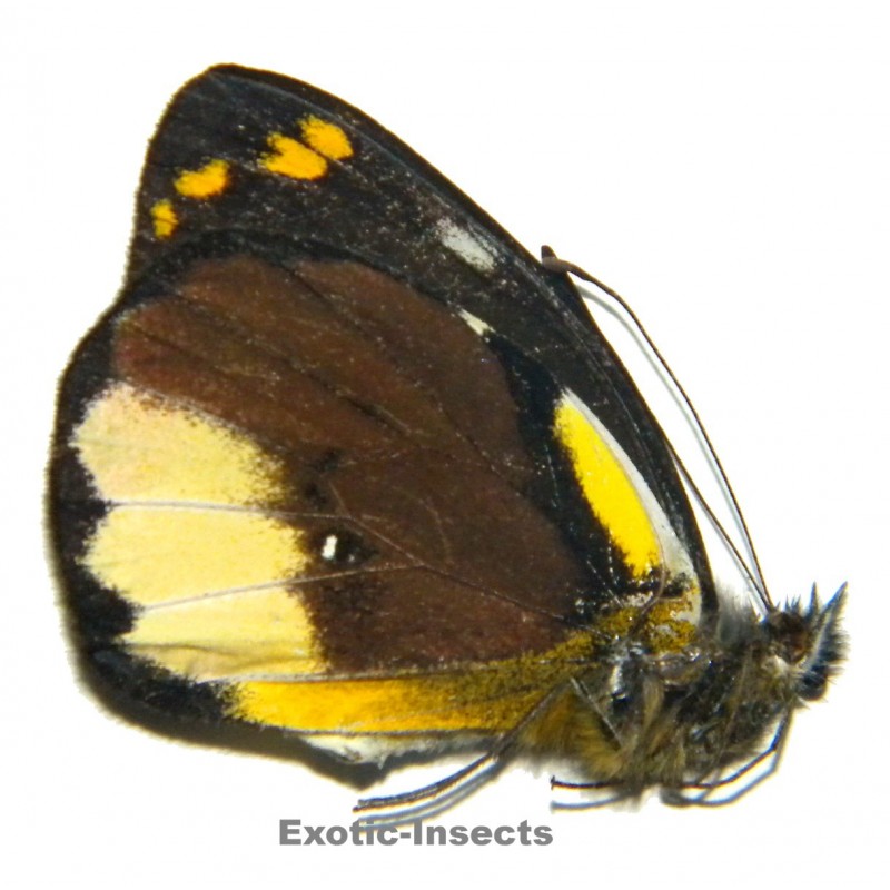 Delias roepkei cieko