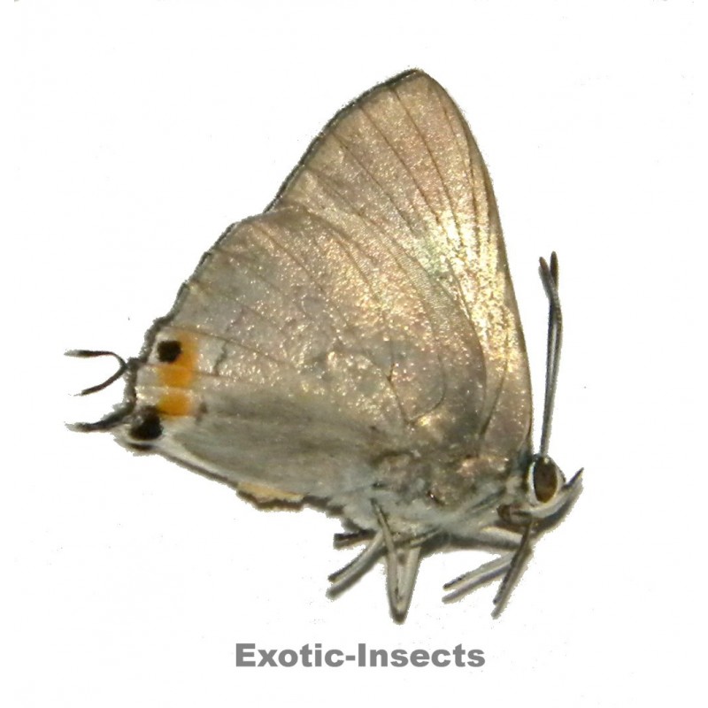 Ancema blanka nacandra