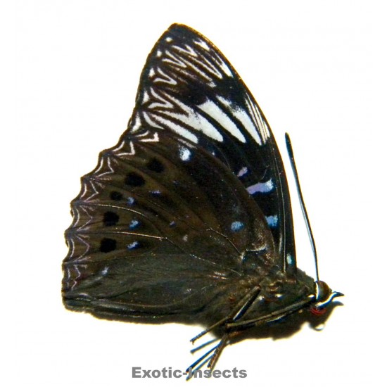 Dichorragia nesimachus mannus