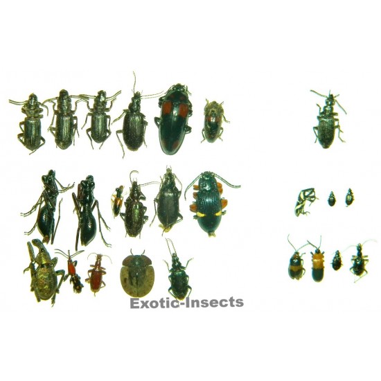 Coleoptera mix 04  Set of 25