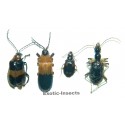 Coleoptera mix 04  Set of 25