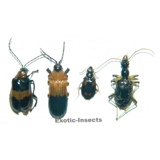 Coleoptera mix 04  Set of 25
