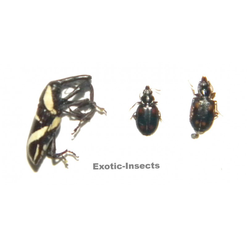 Coleoptera mix 04  Set of 25