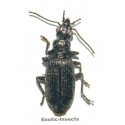 Coleoptera mix 04  Set of 25