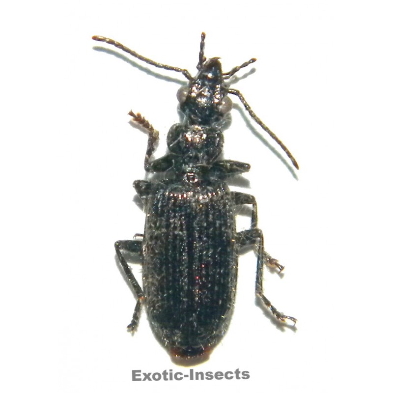 Coleoptera mix 04  Set of 25