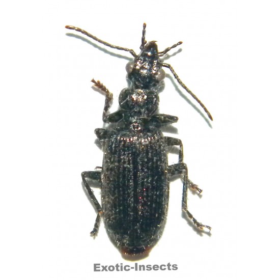Coleoptera mix 04  Set of 25