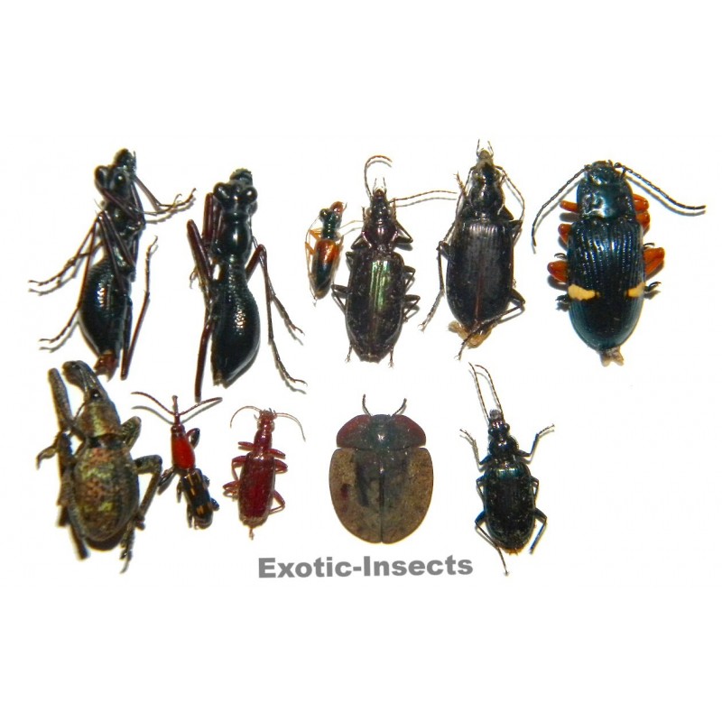 Coleoptera mix 04  Set of 25