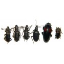 Coleoptera mix 04  Set of 25