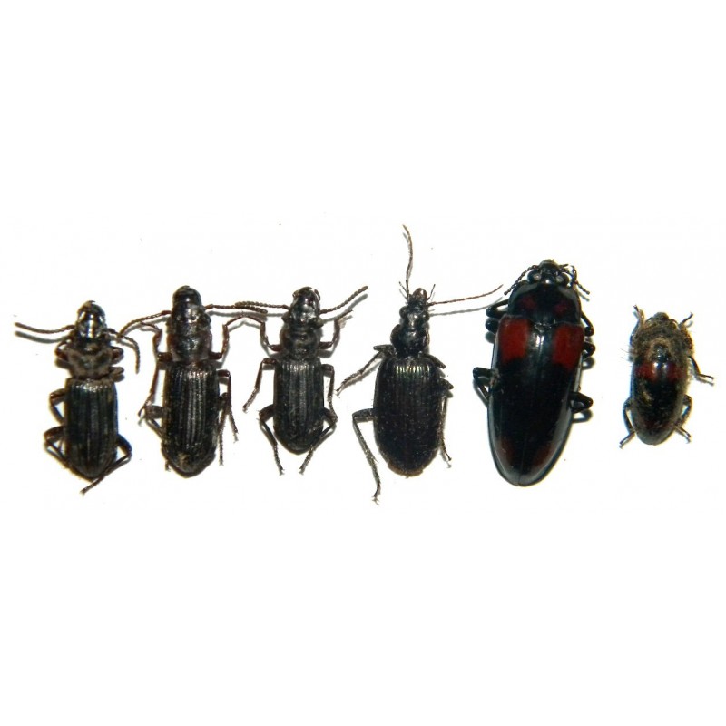 Coleoptera mix 04  Set of 25