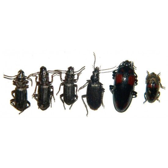 Coleoptera mix 04  Set of 25
