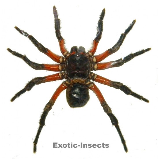 Arachnida sp.15  SMALL