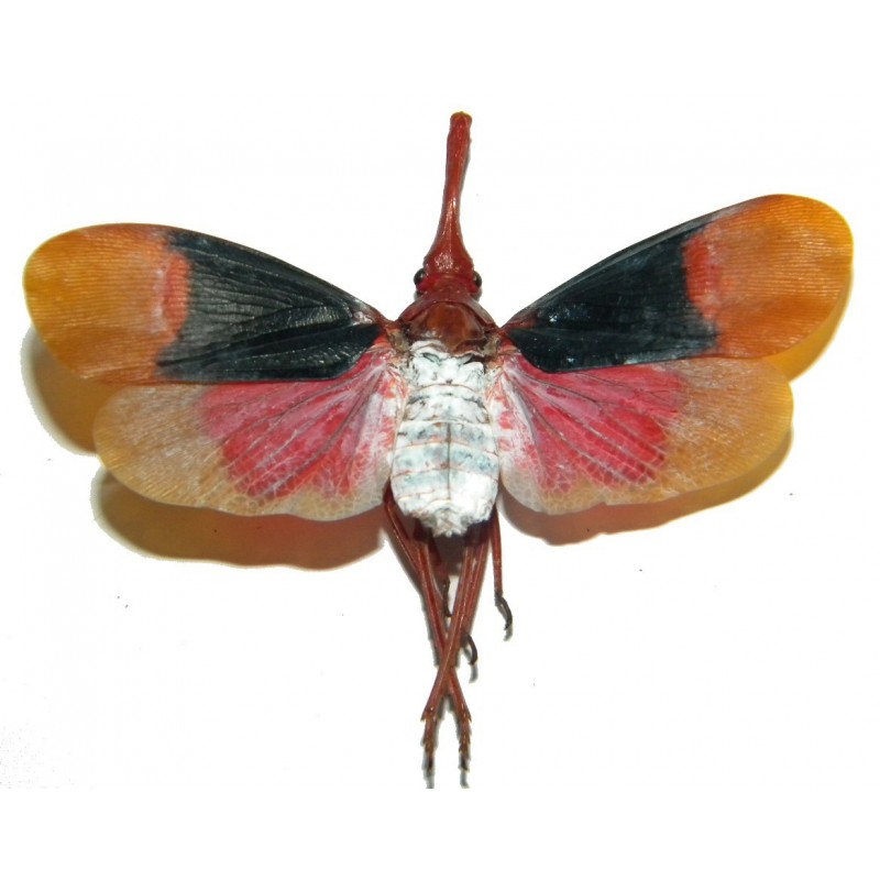 Pyrops detanii (open wings)