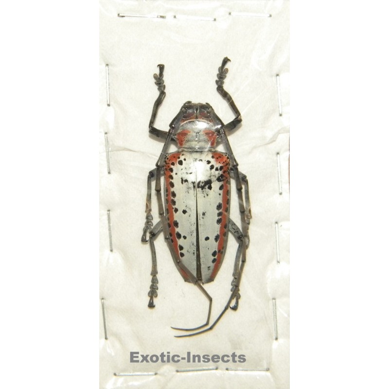 Rosenbergia gilmouri (38mm)