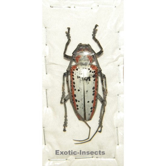 Rosenbergia gilmouri (38mm)