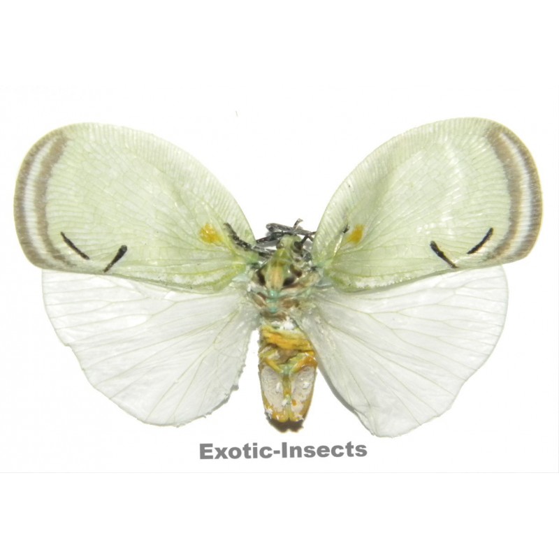 Cerynia sp.01