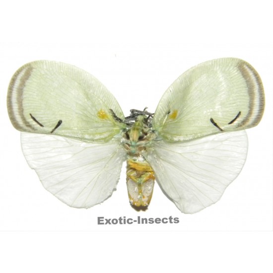 Cerynia sp.01