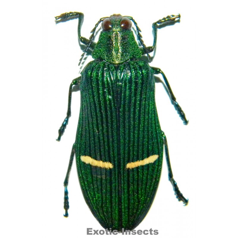 Catoxantha opulenta opulenta