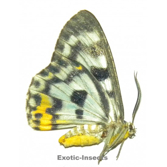 Dysphania glaucescens