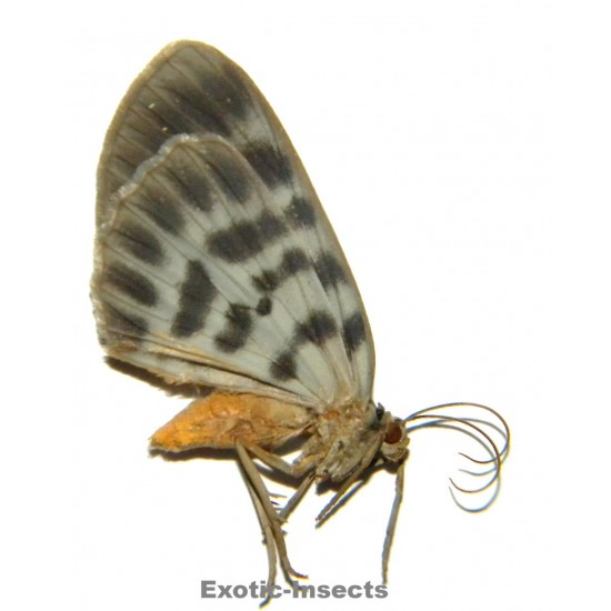 Geometridae sp.19