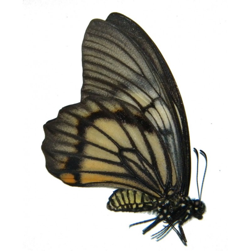 Chilasa veiovis