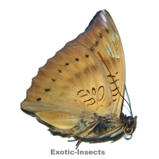Euthalia alpheda raritas