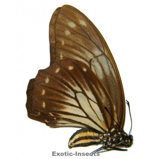 Graphium encelades