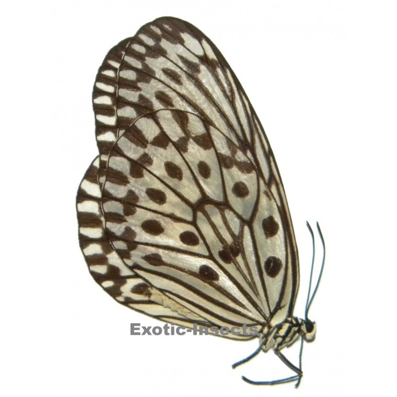 Idea hypermnestra belia