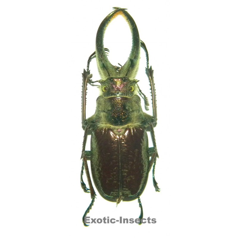 Sphaenognathus feisthameli (75-79mm)